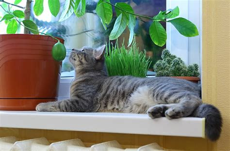 This site offers information designed for educational purposes only. Philodendron Plants Hazardous To Cats | Figo Pet Insurance