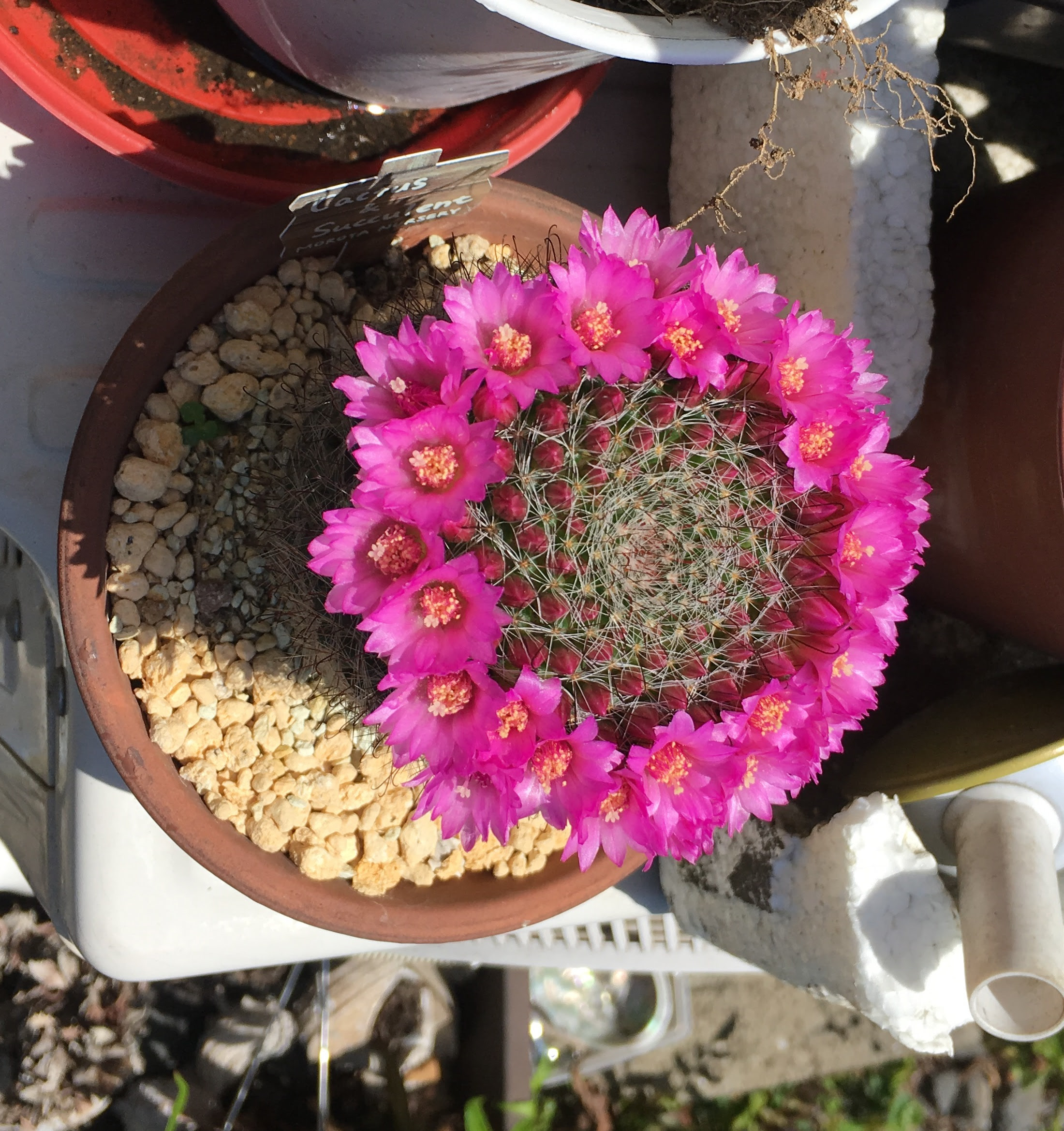 月影丸がさらに豪華に開花 電気屋さんのひとりごと