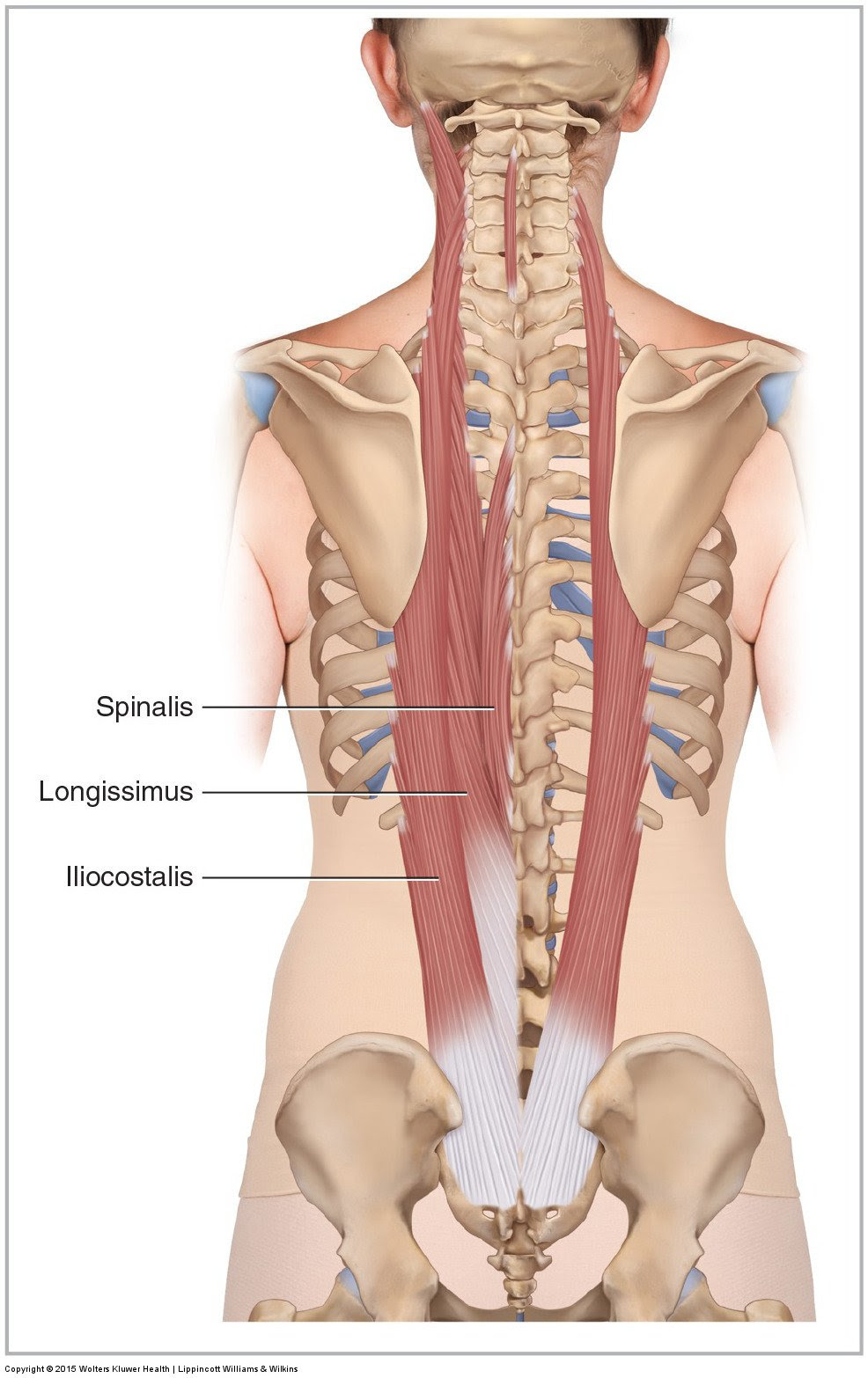Muscles Of The Lumbar Spine Of The Trunk