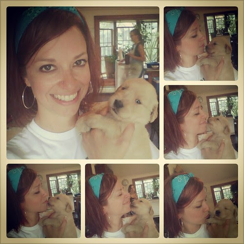 My parents' puppies