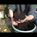 Begonia Bonfire Winter Care Download Lyrics Mp3 and Mp4