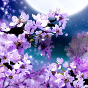 兎 狐 猫 その他動物の壁紙一覧1 桜や和柄の幻想的な和風壁紙なら和風 幻想壁紙