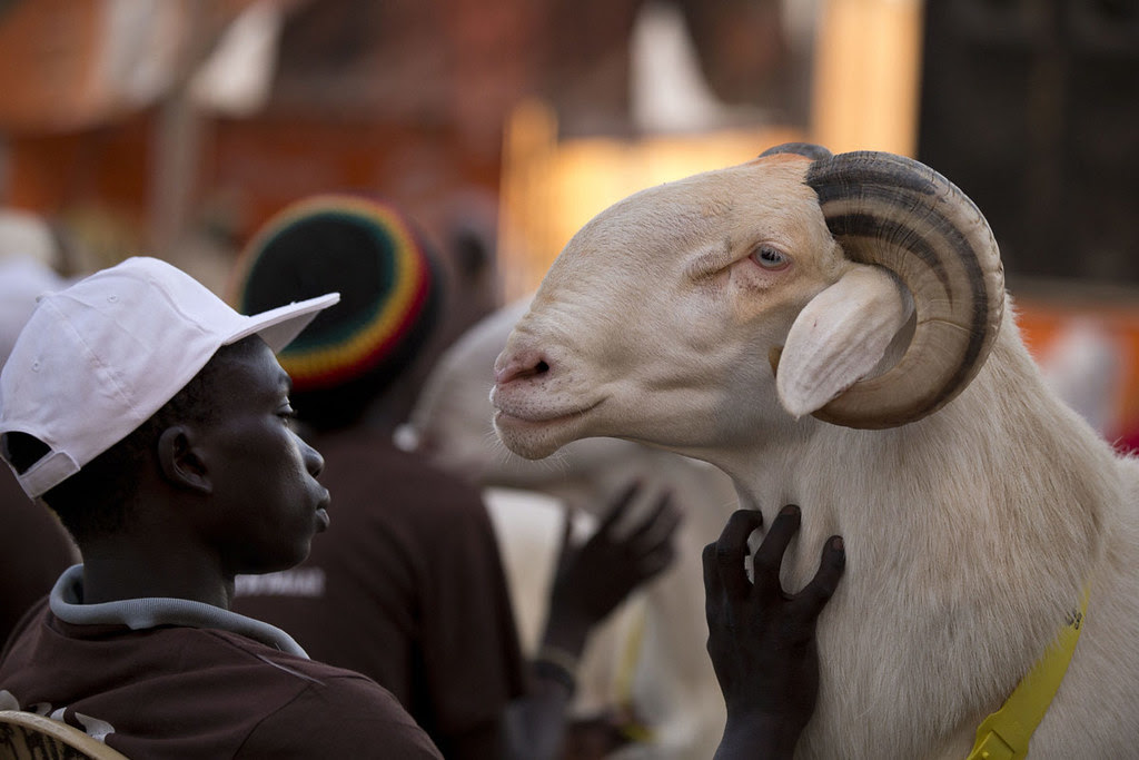 aptopix-senegal-sheep-beauty-showjpg-6c9275cef16b74fd