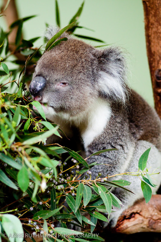 Koala Eating Eucalyptus