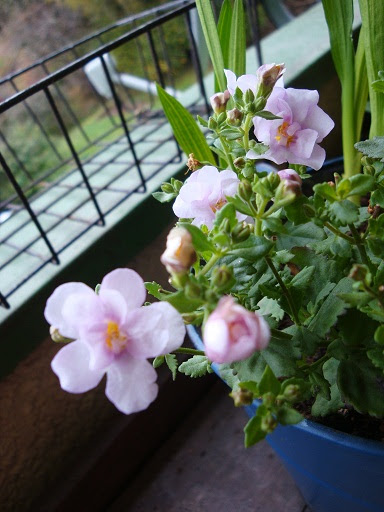 Present From Garden バコパとフリージアの寄せ植え 12月
