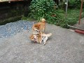 √100以上 ゴン と テツ 113737-ゴンとテツ