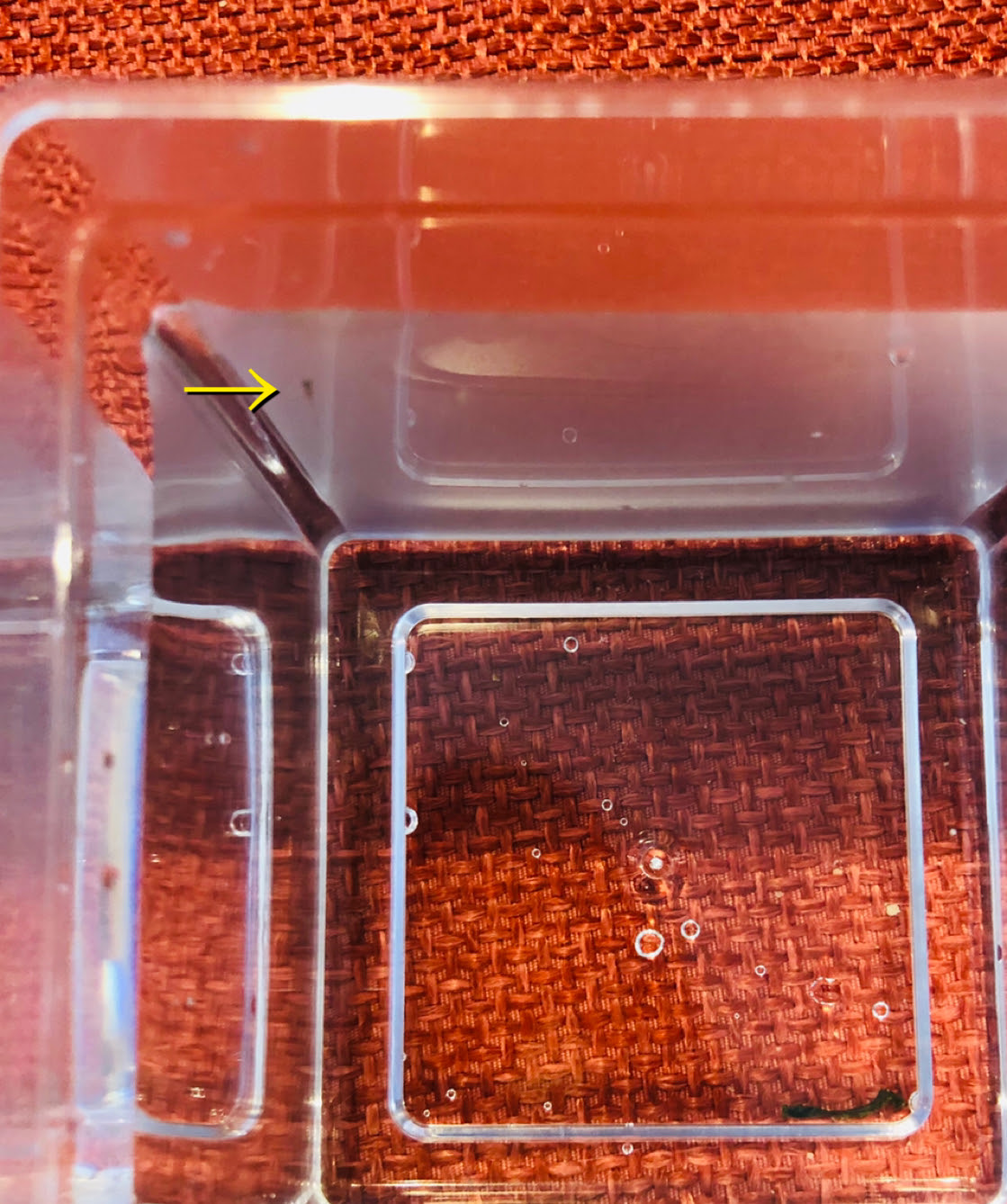 金魚とメダカの混泳は基本的にしてはいけない 混泳させるコツと実際の飼育結果 Hugkumi 日々のはぐくみから