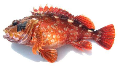 カサゴ 宮崎の魚