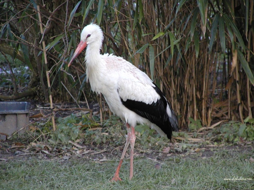 cigogne