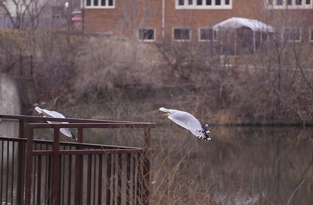 two gulls leaving