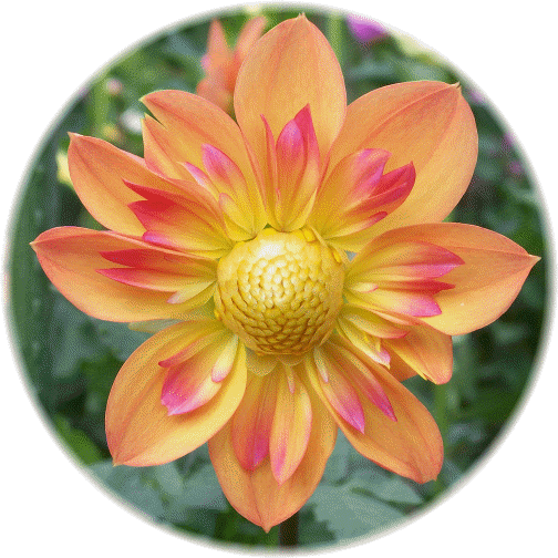Bonneyville dahlia
