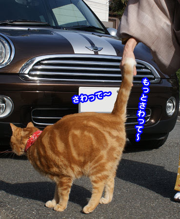 1246 猫の触り方 お散歩大好き猫ブログ