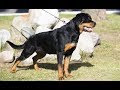 ロットワイラー 犬 336277-ロットワイラー 犬 販売