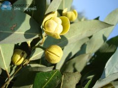 ផ្កា រំដួល