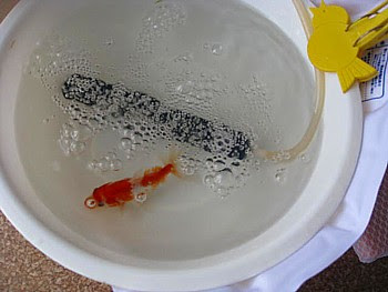金魚の塩水浴について 塩と水の割合と注意点 パピネンの小鳥エコ倶楽部