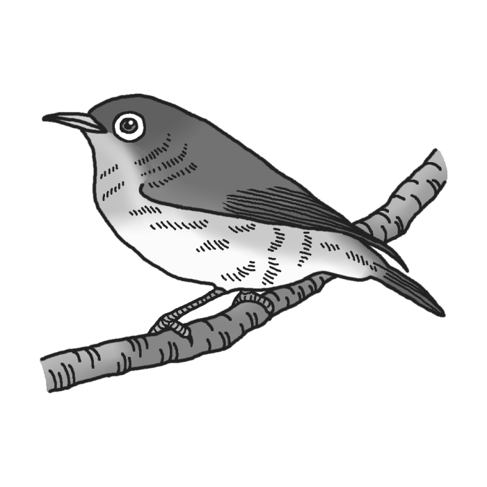 メジロ1 モノクロ 鳥 動物の無料イラスト素材