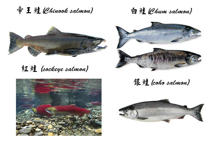 海口味課堂 鮭魚也有分種類 淺談各種鮭魚分別
