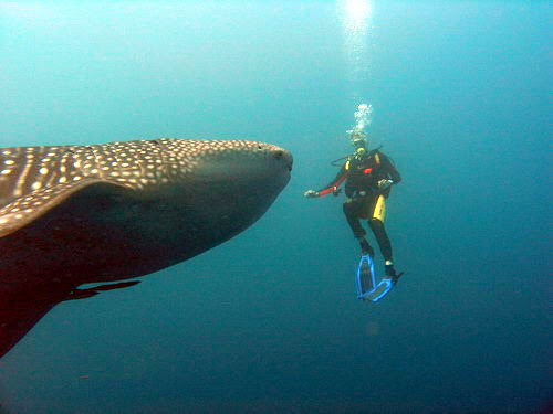 whale shark savedra moalboal
