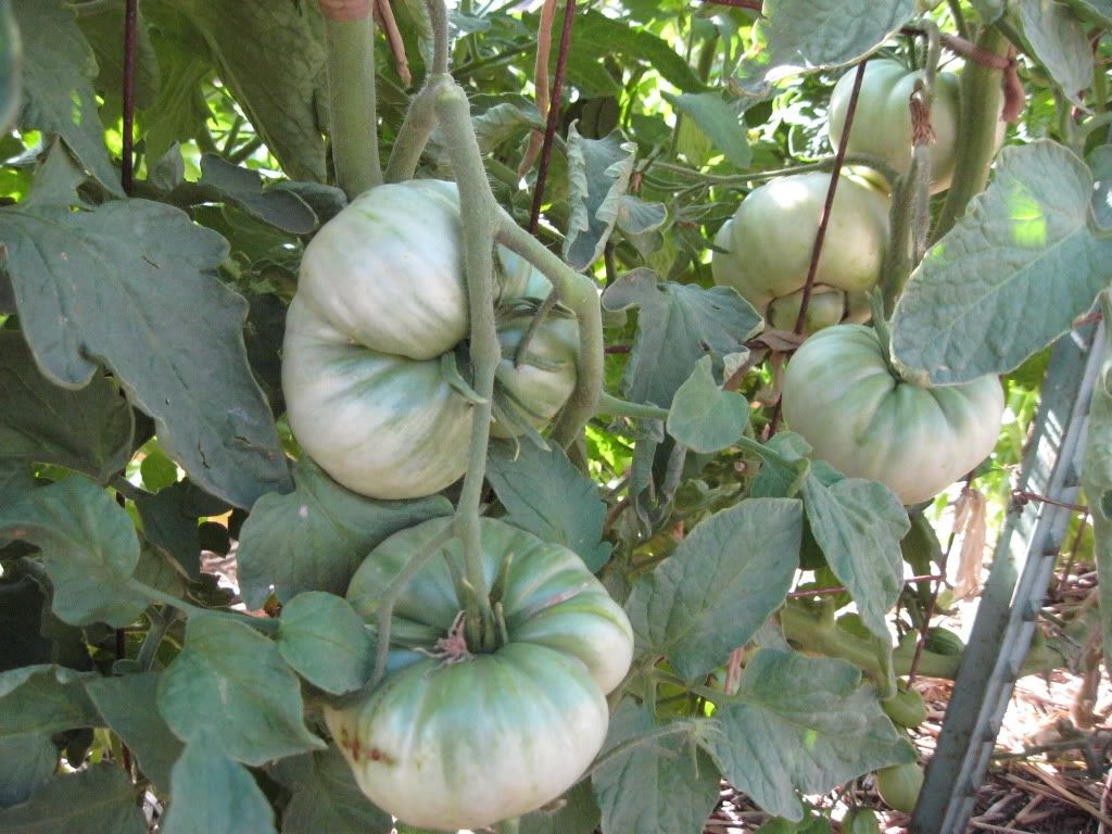 green tomatoes