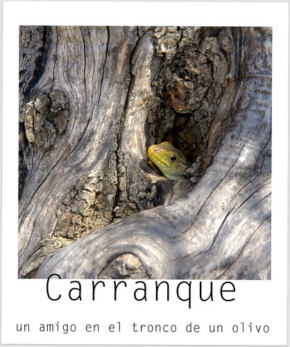 Lagarto carranqueño