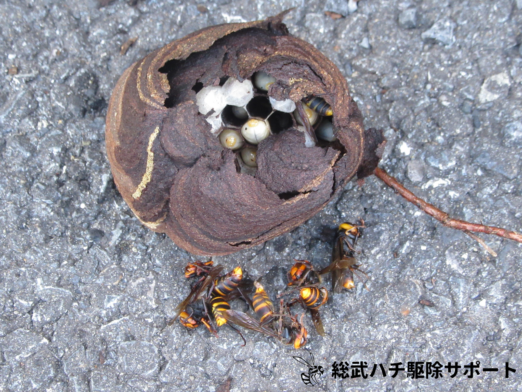 小さい蜂の巣でも危険です