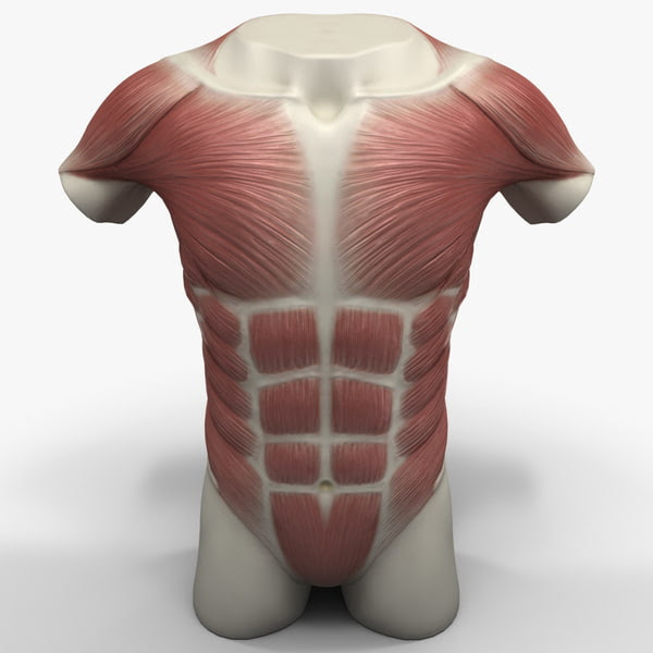 torso muscles 3ds