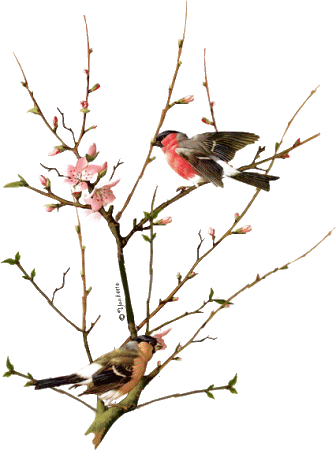 http://i282.photobucket.com/albums/kk264/sjudastadeu/separadores/birds.gif