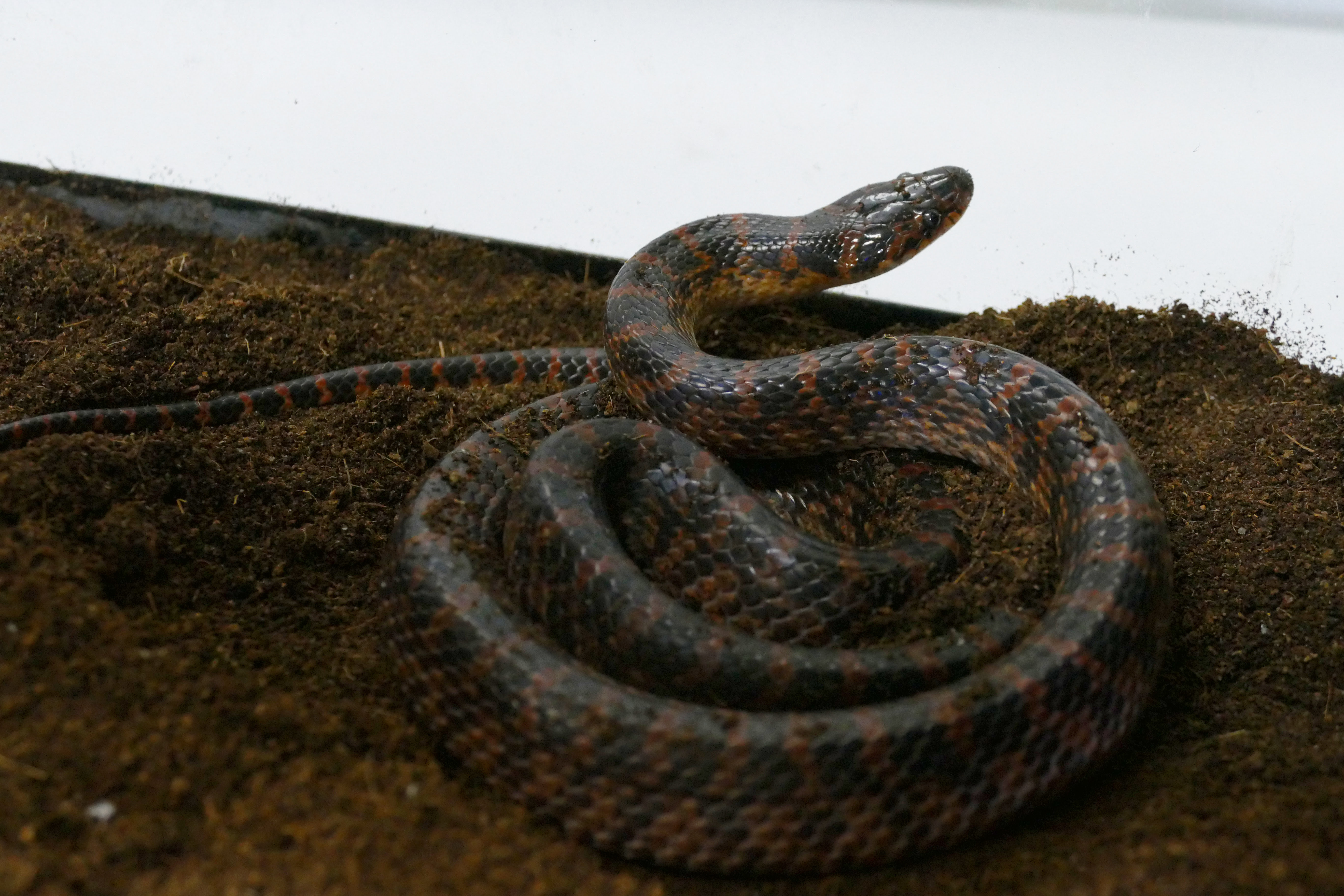 はちゅうるい館の仲間たち 14 アカマダラ 飼育係のasazooブログ 動物紹介 安佐動物公園 Asazoo