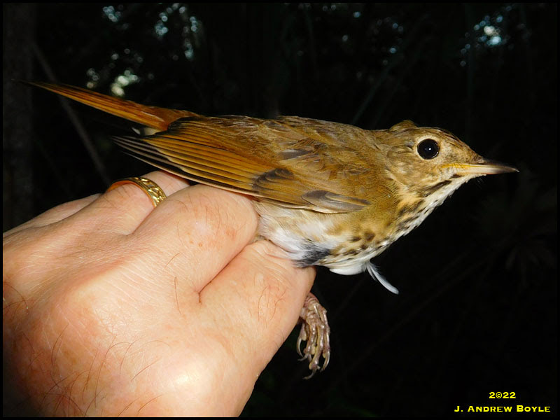 Hermit Thrush