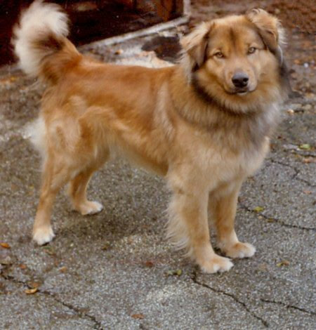 golden retriever mixed with german shepherd puppies. German Shepherd and Golden