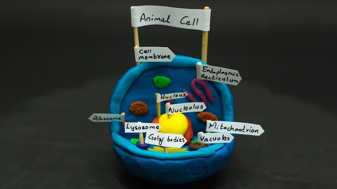 How To Make A 3D Animal Cell Model With Home Objects - How To Make An Animal Cell Model Using Recyclable Material : Creating these models makes science come to life for a child.