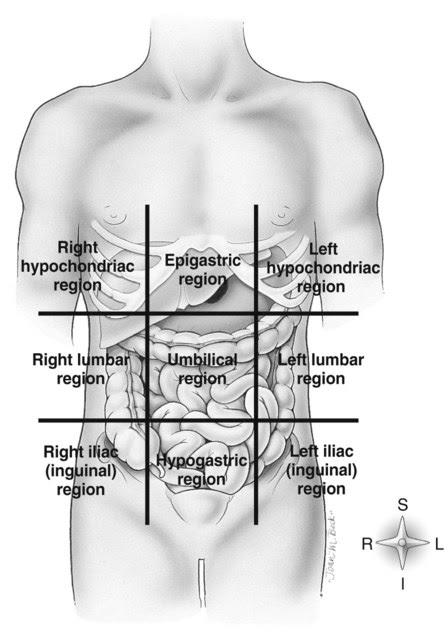 Bony Thorax, Chest, and Abdomen | Radiology Key