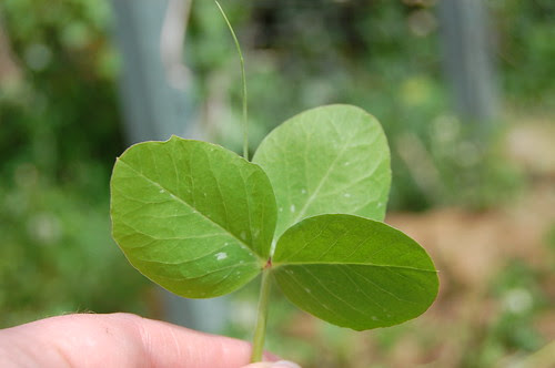 Pea leaf aberrations