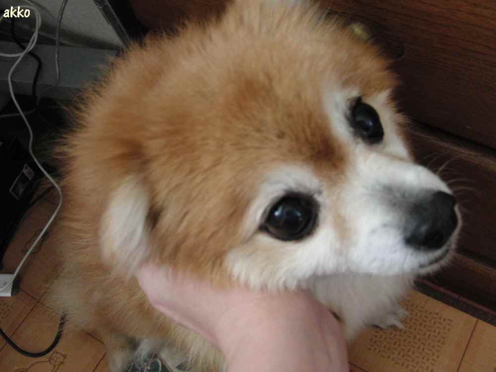 撫でなさい 夫と妻と犬２匹