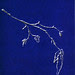 Woodcut 1 - Blue on white photocopy