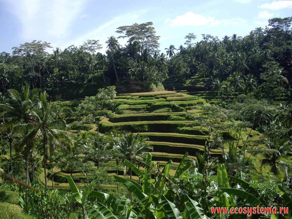 Indonesia (Bali Island) natural landscapes and nature objects