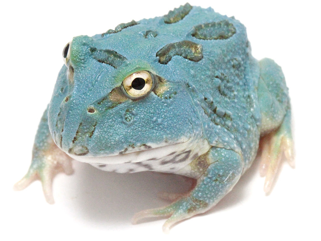 ペパーミントツノガエル スカイブルー Horned Frog Skyblue ツノガエルのブリーダーnuance 飼育 販売 Pacman Frog