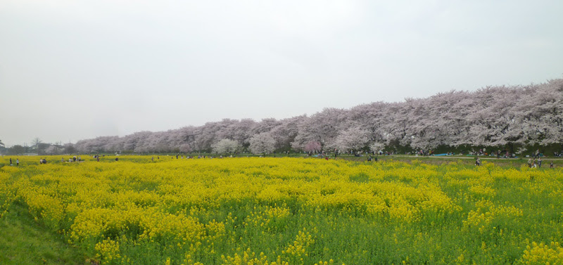 四季の彩香 さくらを観に行こう バスツアーでお花見 権現堂堤 古河公園 太平山 天平の丘