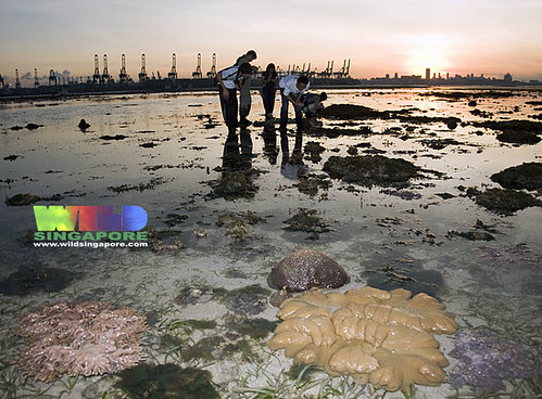 Living reefs of Cyrene at sunrise