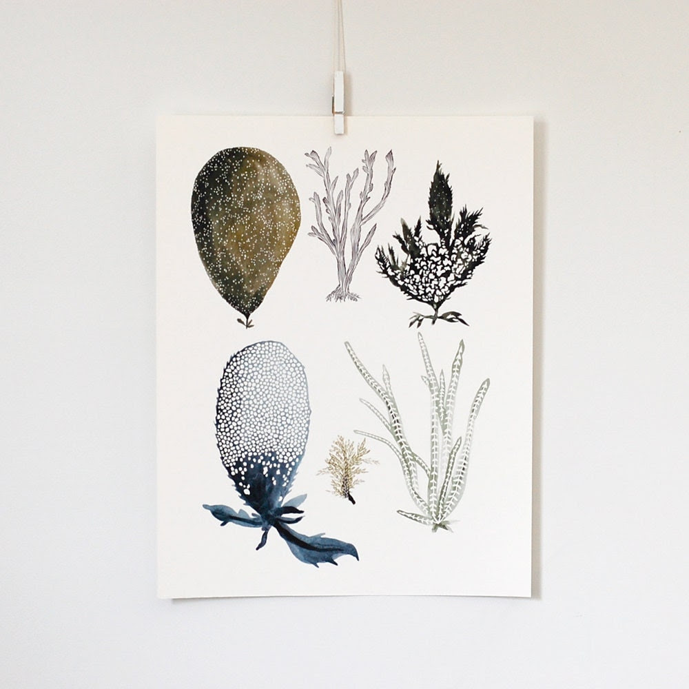 Sea Botanicals 1, 11x14 print - KatieVernon