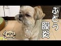 [最も人気のある！] 犬の目の病気 画像 246486-犬の目の病気 画像