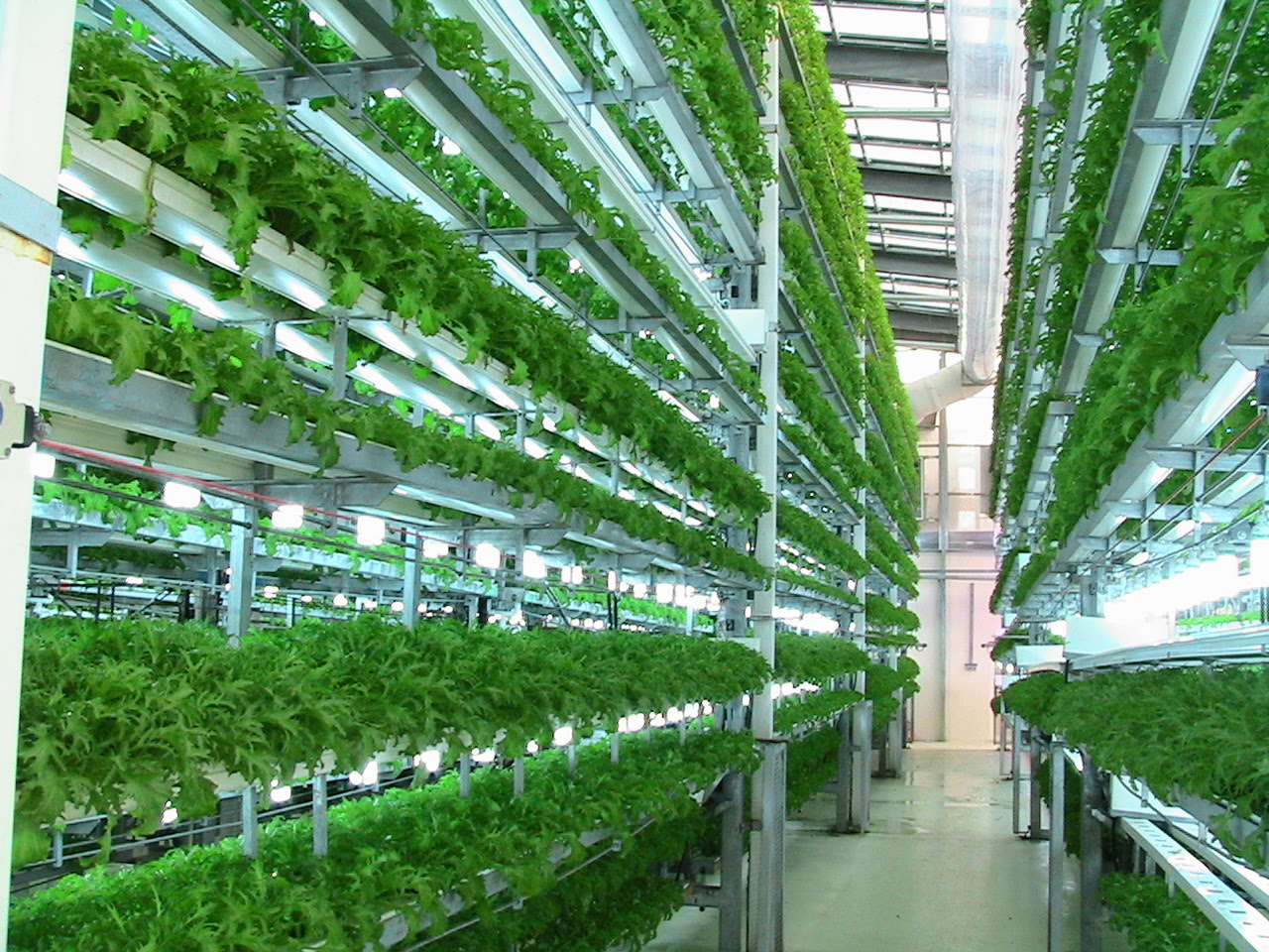 Hydroponics, Aquaponics and Aeroponics | The Young Agropreneur