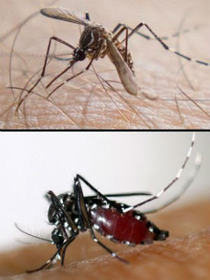 Vírus chikungunya é transmitido por mosquitos Aedes aegypty (no alto) e Aedes albopictus (Foto: Douglas Aby Saber/Fotoarena-AFP Photo/EID Mediterranee)