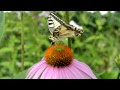 Nikon D3100, тест видеорежима