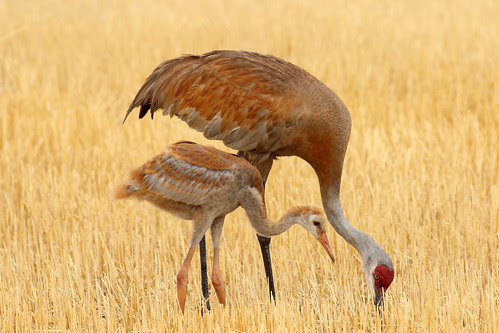 Sandhill Crane Family