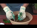 [10000印刷√] 紫陽花 増やし方 282456-紫陽花 増やし方 水