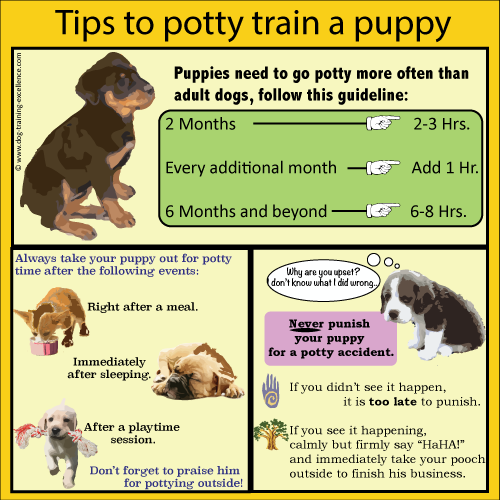 Training a Puppy Dog with Positive Methods