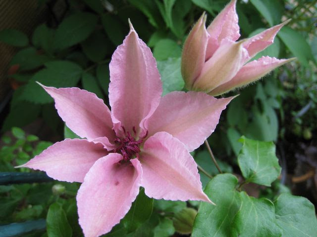 えだまめ のほほんクレマチス クレマチス ピンクファンタジー