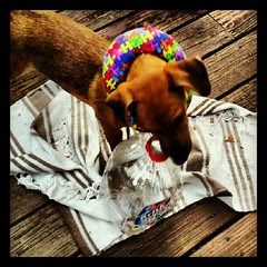Booth helped himself to this bottle... #happydog #lipton #tea #puppy #instadog #dogsofinstagram #dogstagram #rescue #foster #adoptdontshop