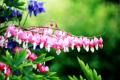 18/365 - bleeding hearts - 5:09pm